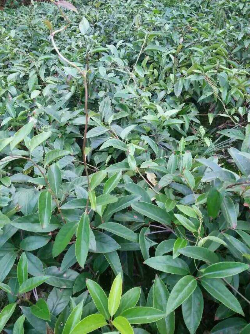 优质品种黑老虎种子,布福娜子种子北方,南方适合种植正宗