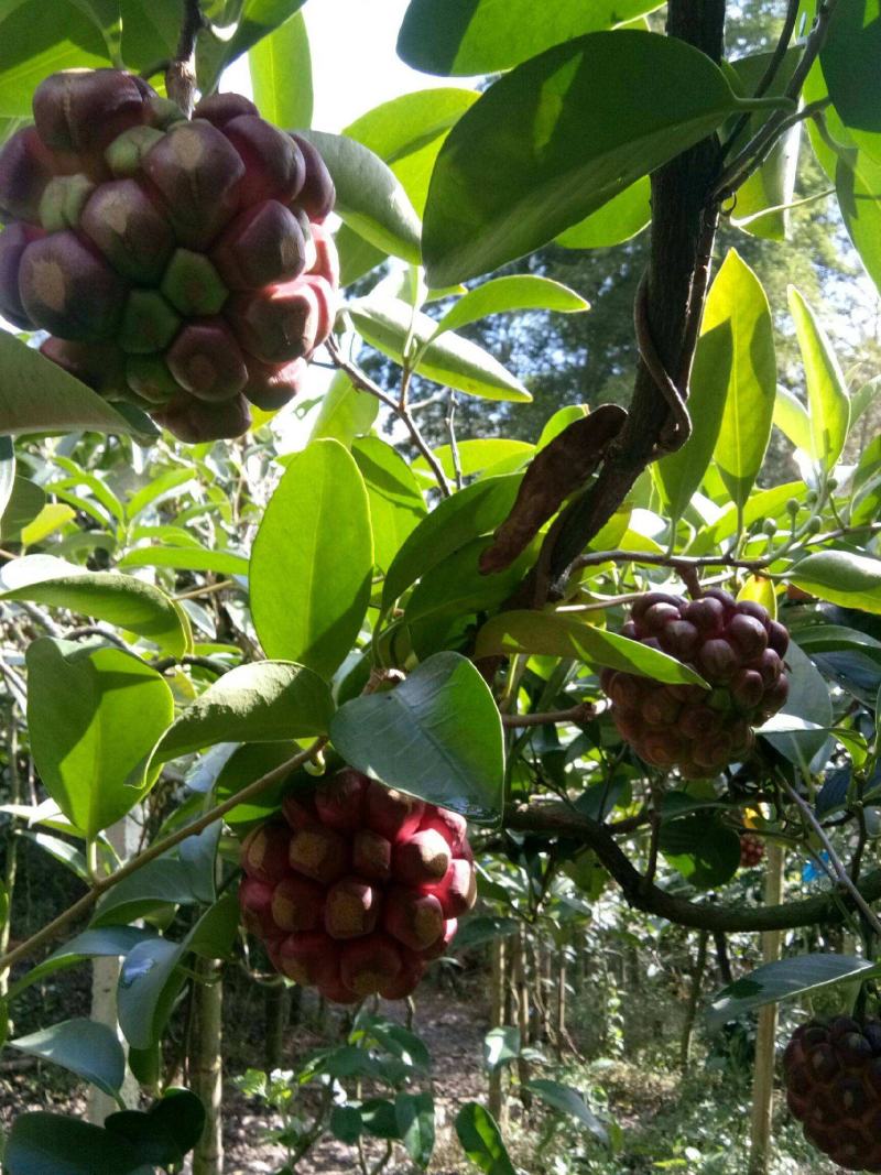 优质品种黑老虎种子,布福娜子种子北方,南方适合种植正宗