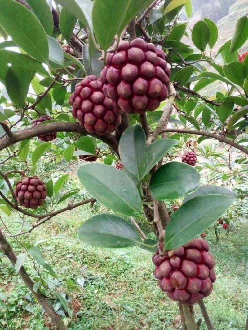 优质品种黑老虎种子,布福娜子种子北方,南方适合种植正宗