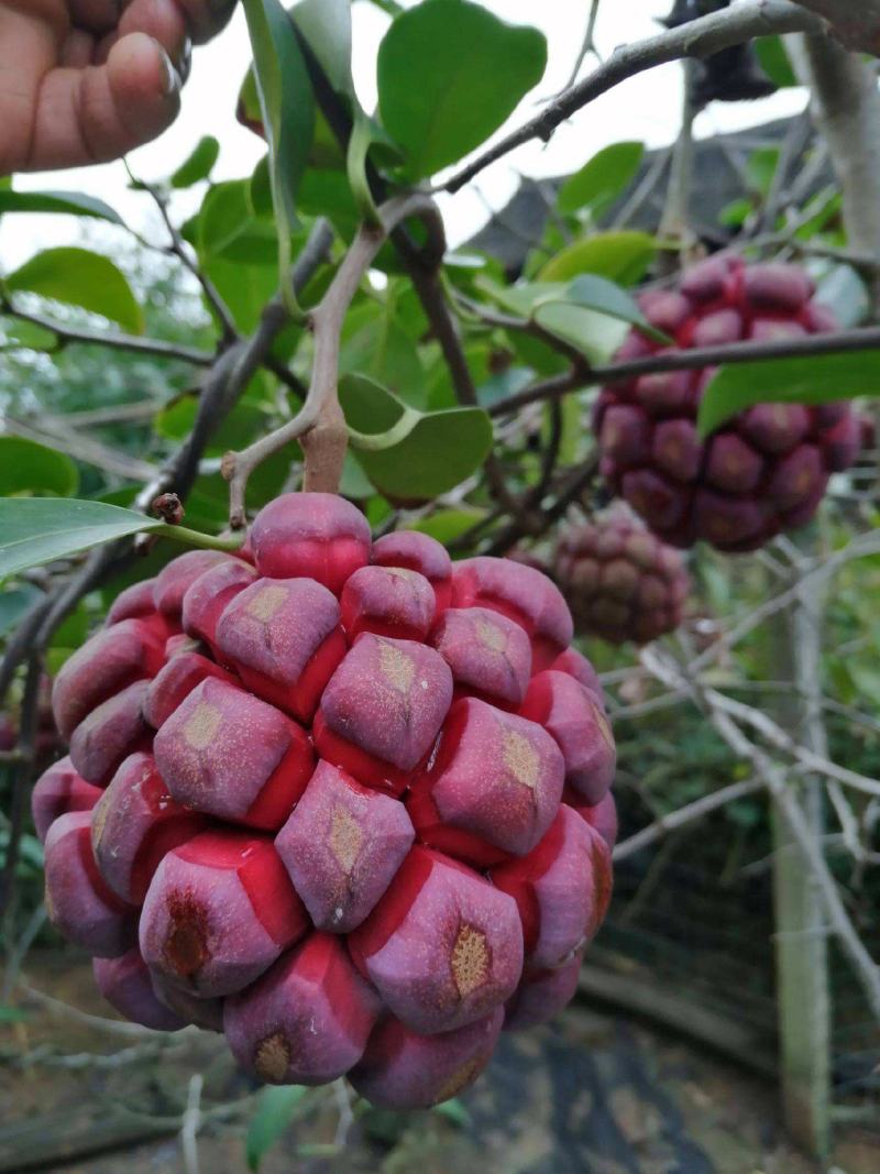 优质品种黑老虎种子,布福娜子种子北方,南方适合种植正宗