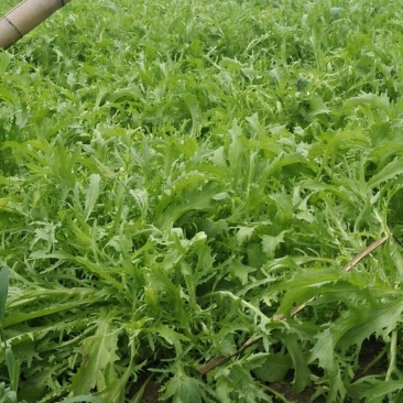 苦菊，面条菜，荠菜，都是大棚种直，无公害，欢迎大家选手够