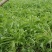 苦菊，面条菜，荠菜，都是大棚种直，无公害，欢迎大家选手够