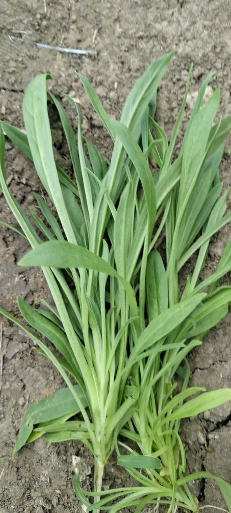 苦菊，面条菜，荠菜，都是大棚种直，无公害，欢迎大家选手够