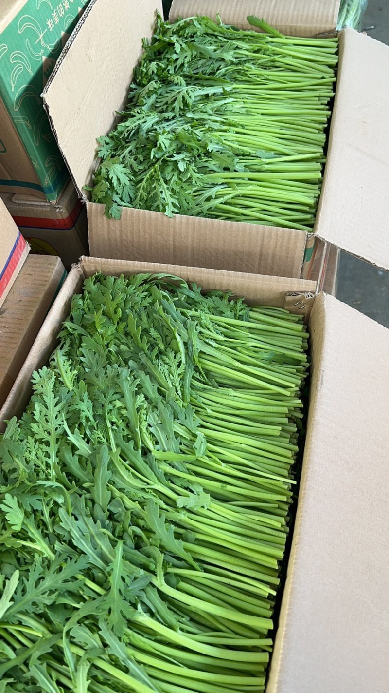 精品茼蒿，产地一手货源，大量供应，欢迎前来实地考察。