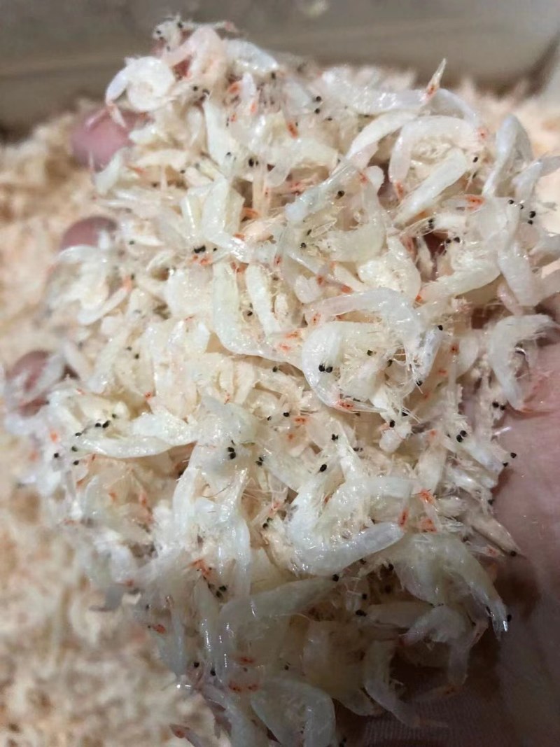 虾皮