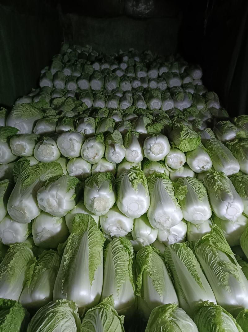 山东北京三号大白菜山东大白菜方包平包包纸全国发货