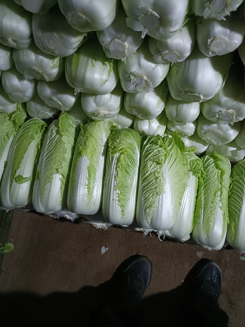 山东北京三号大白菜山东大白菜方包平包包纸全国发货