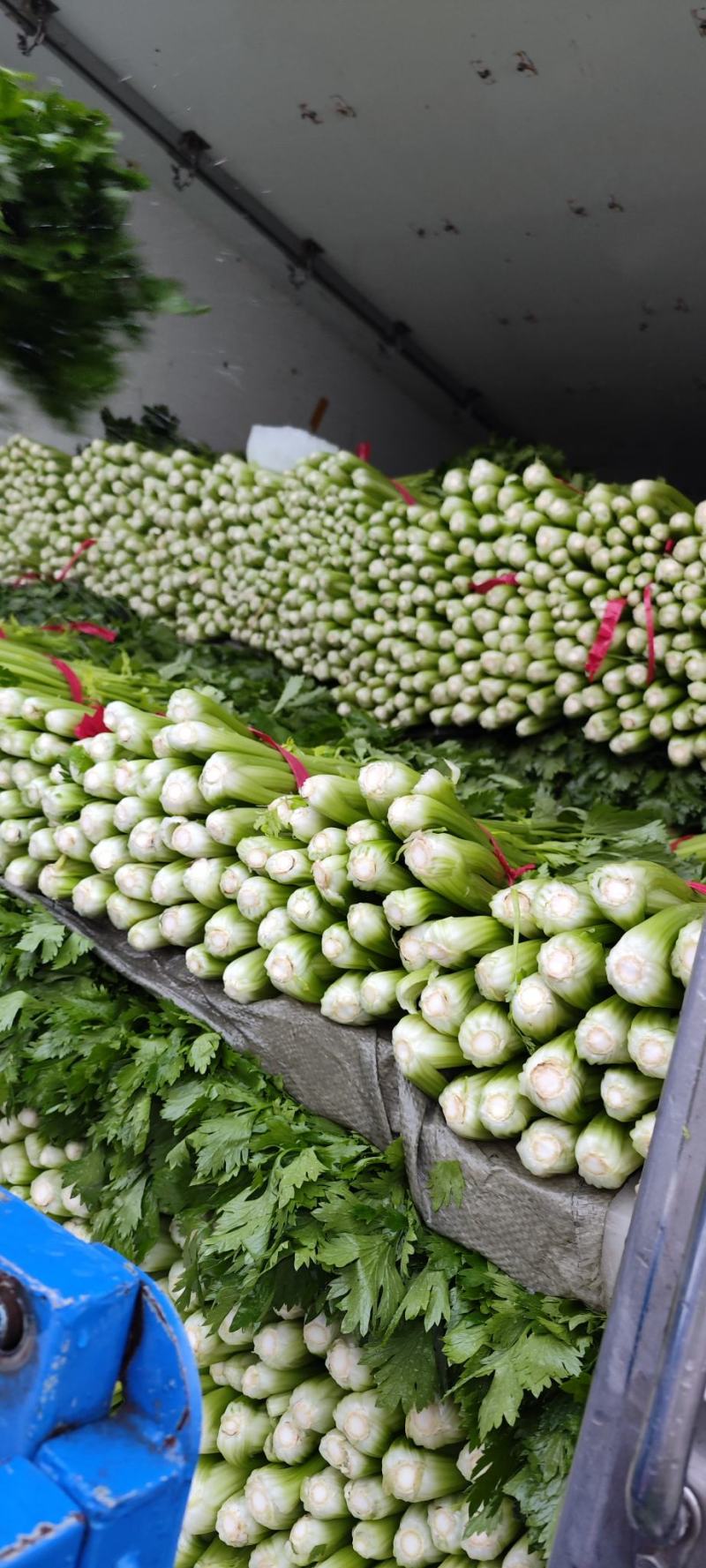 精品芹菜，西芹，玻璃脆芹菜，万亩基地，一手货源发货全国