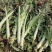 新野县绿禾蔬菜供应红尖叶窝笋已大量上市中