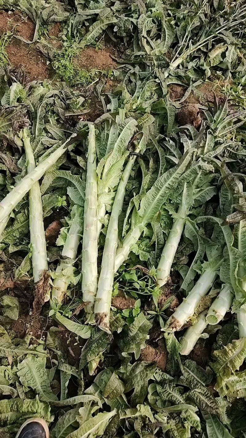 新野县绿禾蔬菜供应红尖叶窝笋已大量上市中