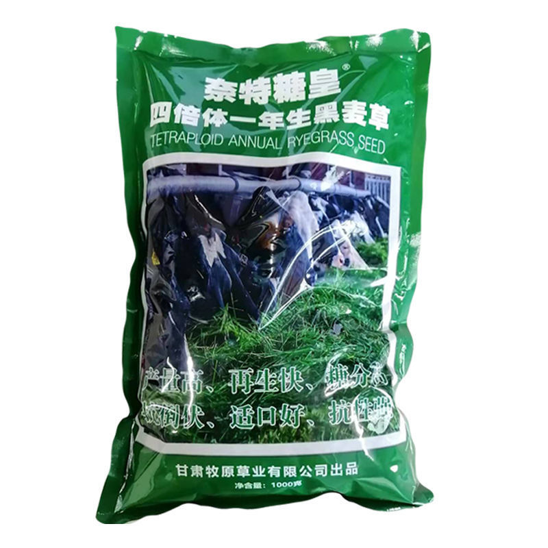 黑麦草种子四倍体多花一年生牧草籽鸡鸭鹅猪牛羊兔鱼