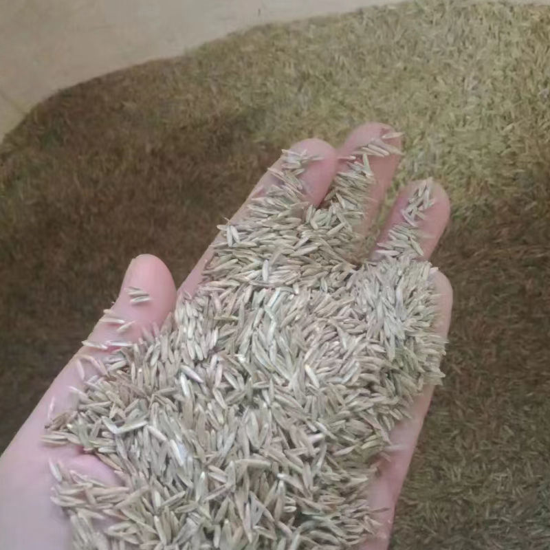 黑麦草种子四倍体多花一年生牧草籽鸡鸭鹅猪牛羊兔鱼