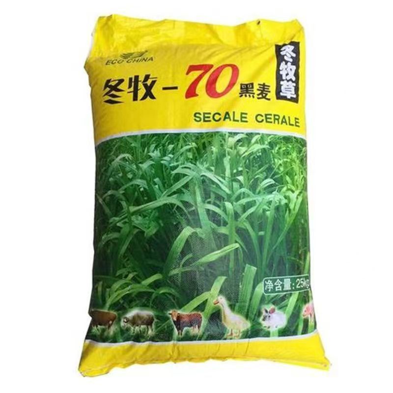黑麦草种子四倍体多花一年生牧草籽鸡鸭鹅猪牛羊兔鱼