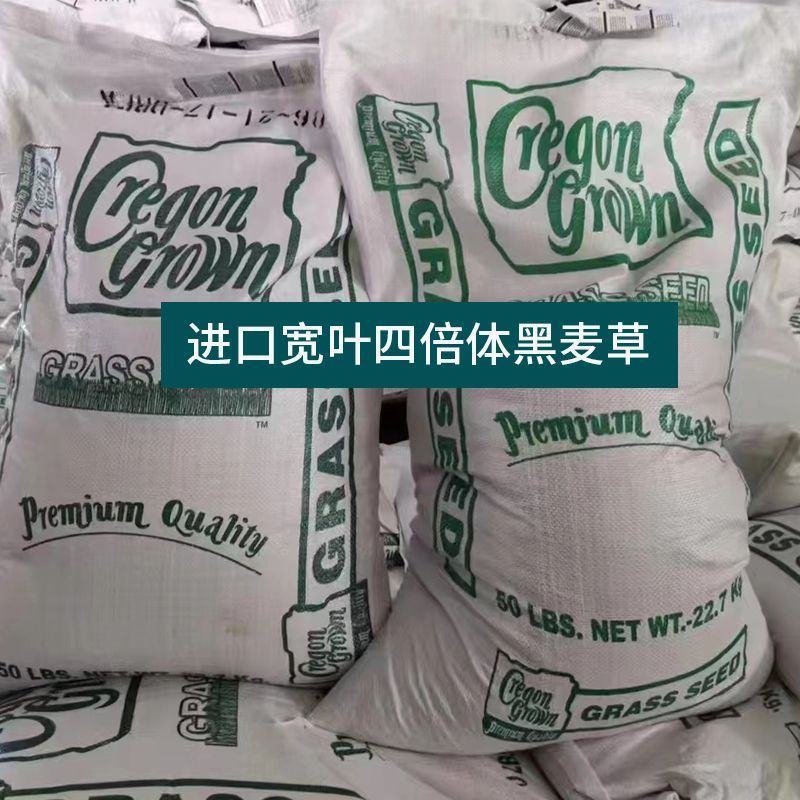 黑麦草种子四倍体多花一年生牧草籽鸡鸭鹅猪牛羊兔鱼