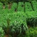黑麦草种子四倍体多花一年生牧草籽鸡鸭鹅猪牛羊兔鱼