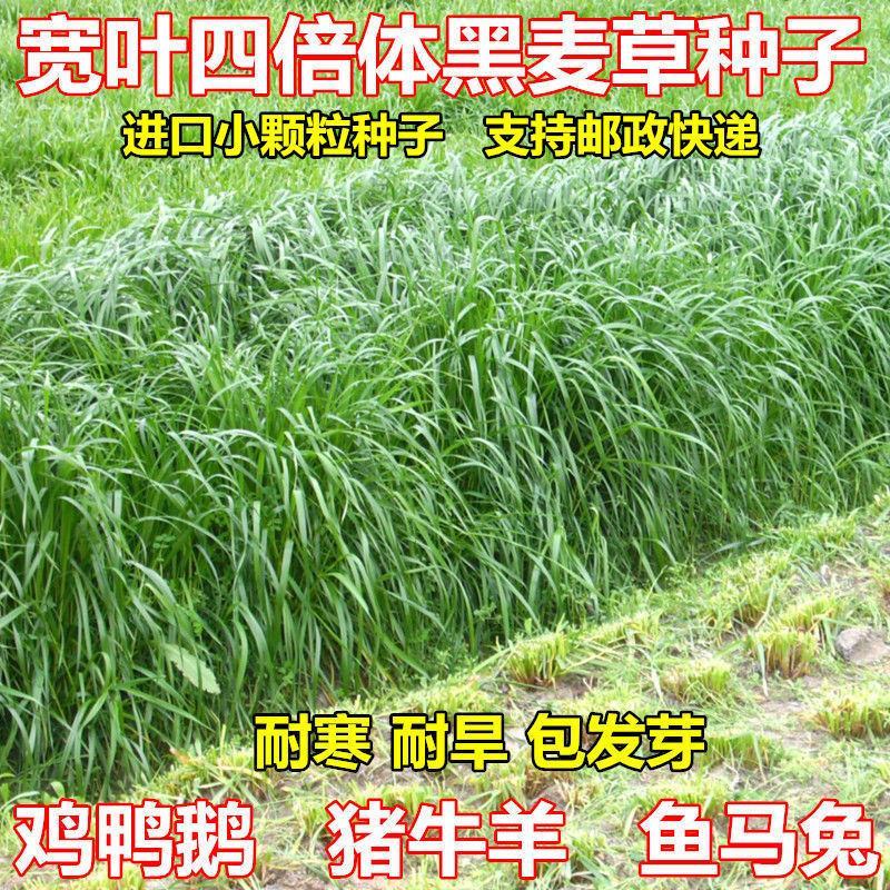 黑麦草种子四倍体多花一年生牧草籽鸡鸭鹅猪牛羊兔鱼