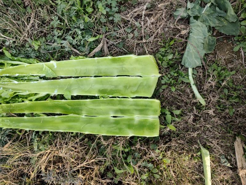 新野县绿禾蔬菜供应红尖叶窝笋已大量上市中