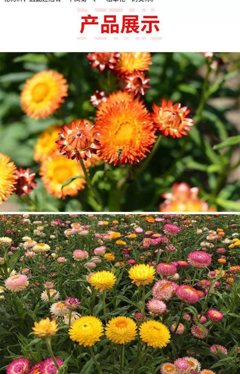 麦秆菊种子四季阳台盆栽观赏花卉庭院种植景观花种七彩蜡菊种