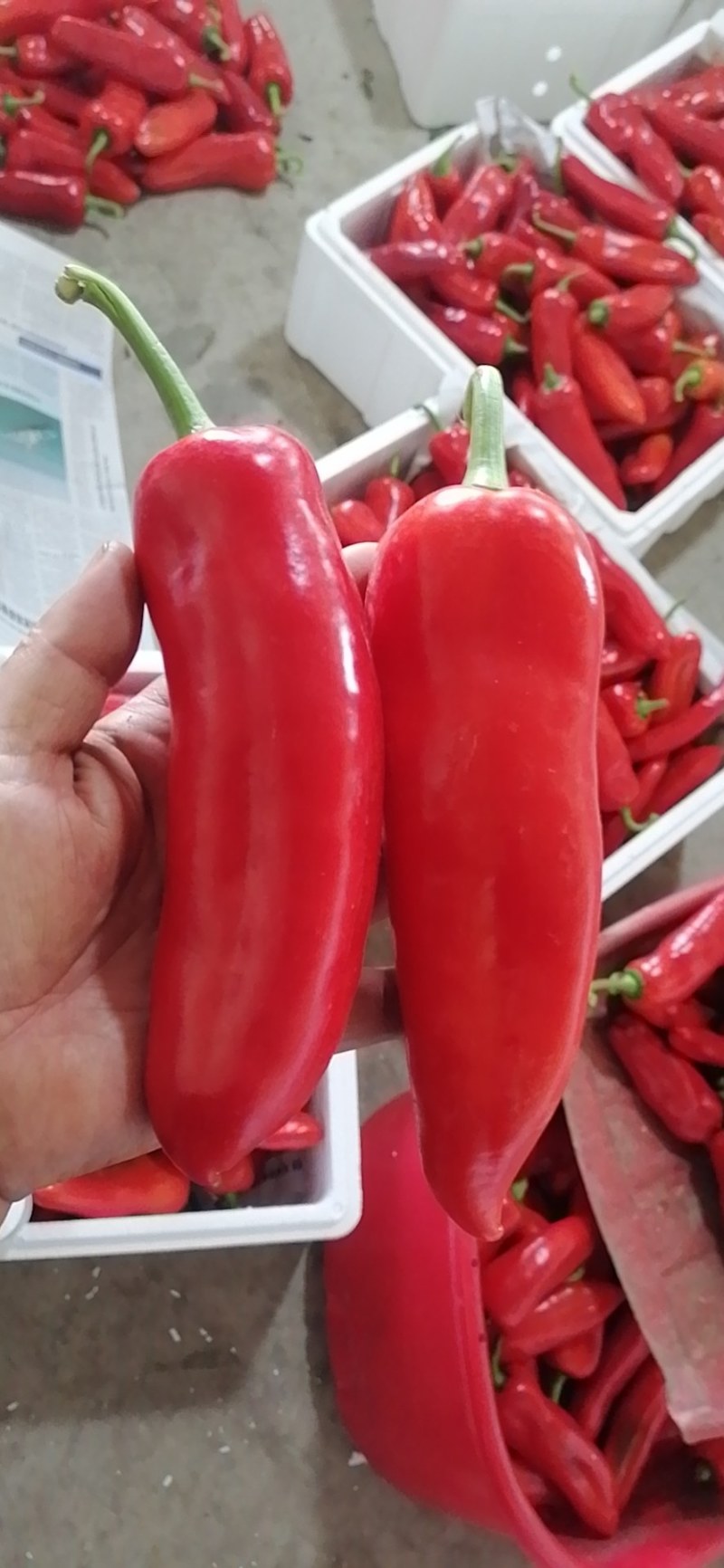 和县大光椒，毛椒，红线椒，花椒，大量上市。
