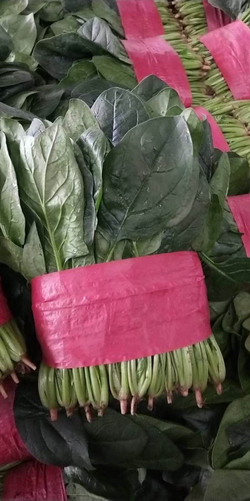 精品大叶菠菜