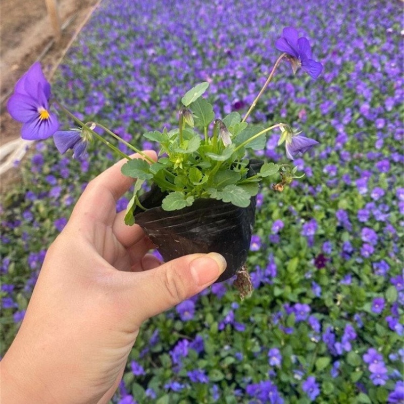 角瑾冬季观赏花卉基地100万杯处理大量供应