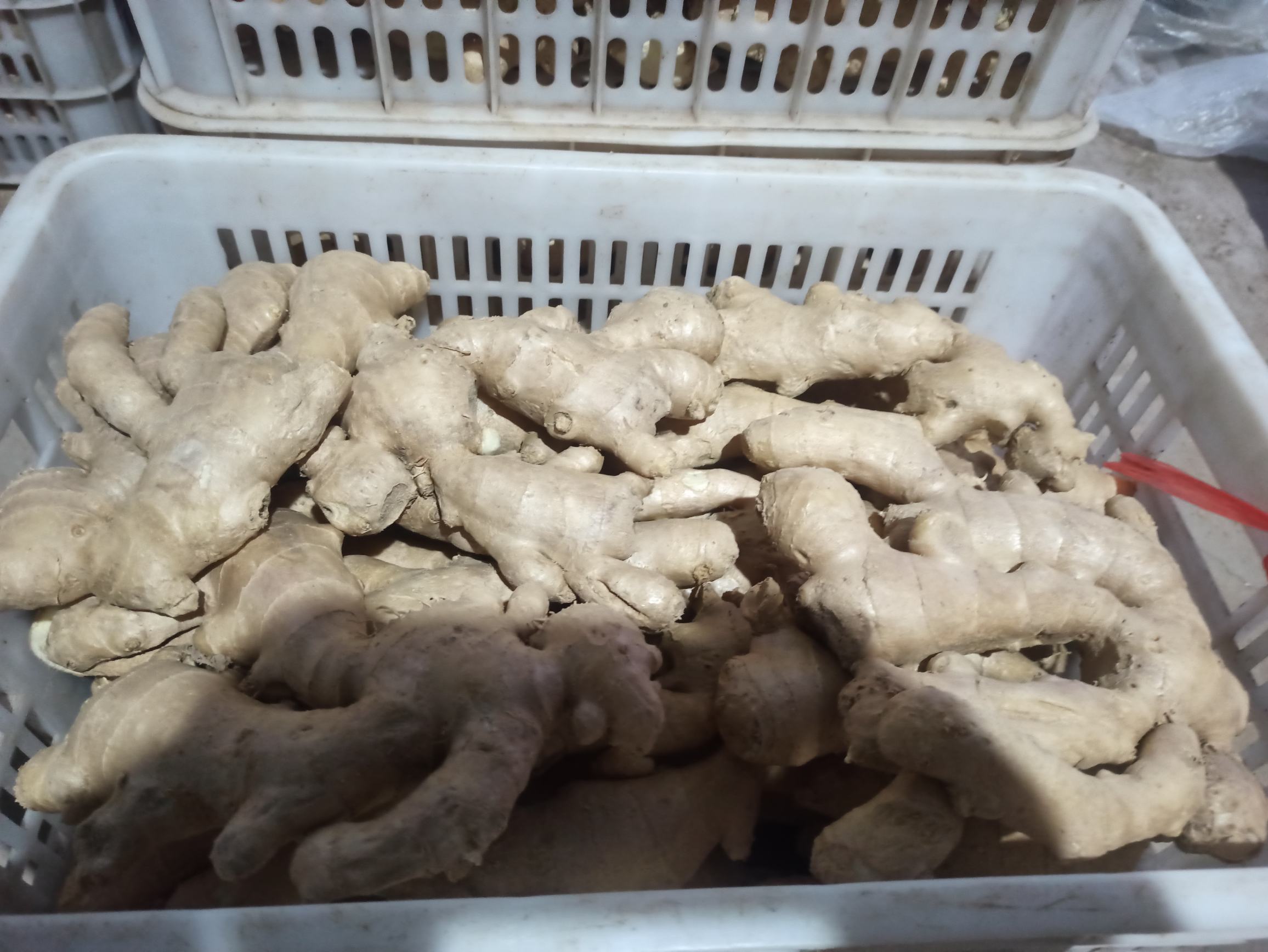 黄金老虎姜切片特写