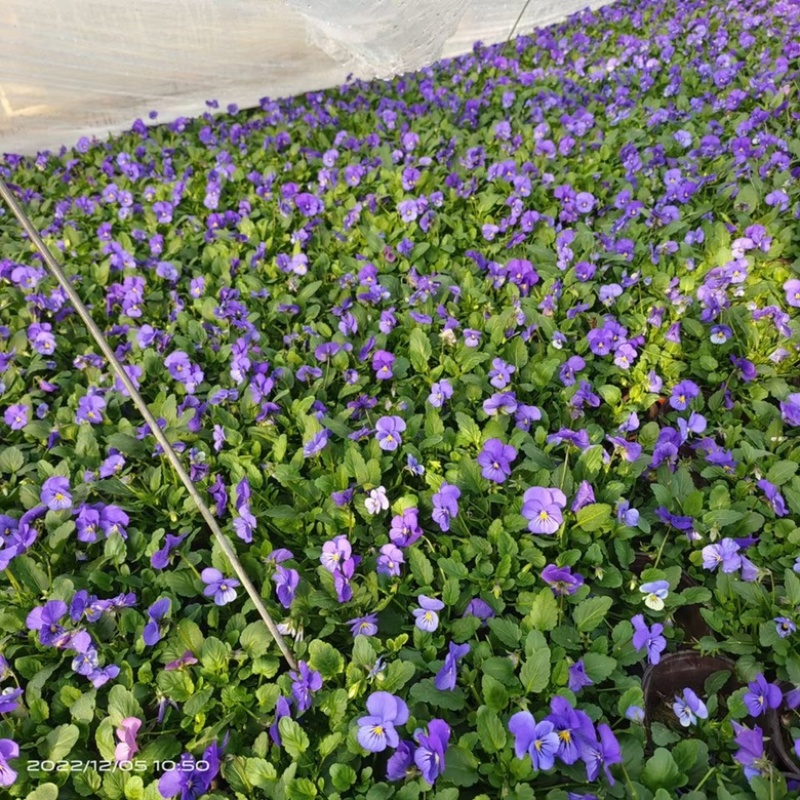 三色堇多种颜色冬季耐寒草花一手货源基地直发