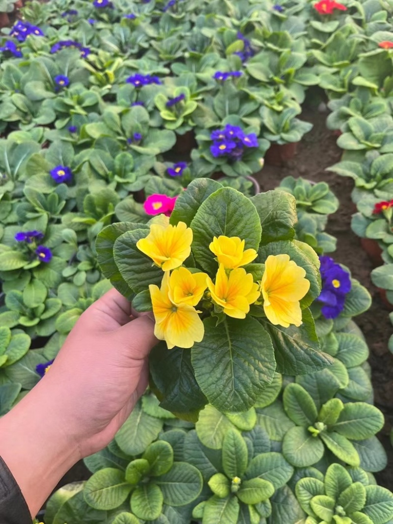 报春花一手货源报春花基地直发大量供应