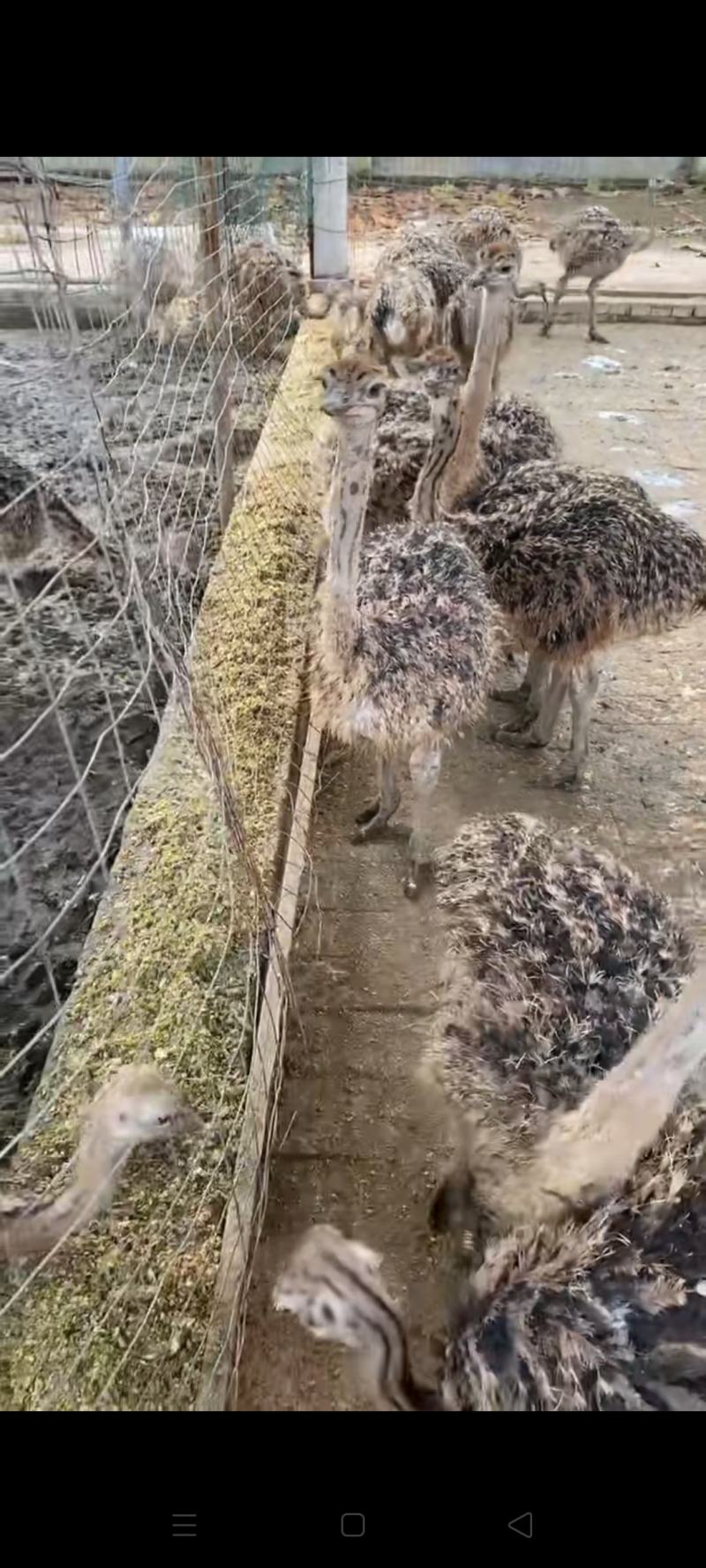 鸵鸟苗批发，鸵鸟苗价格，供应鸵鸟苗一对也发货