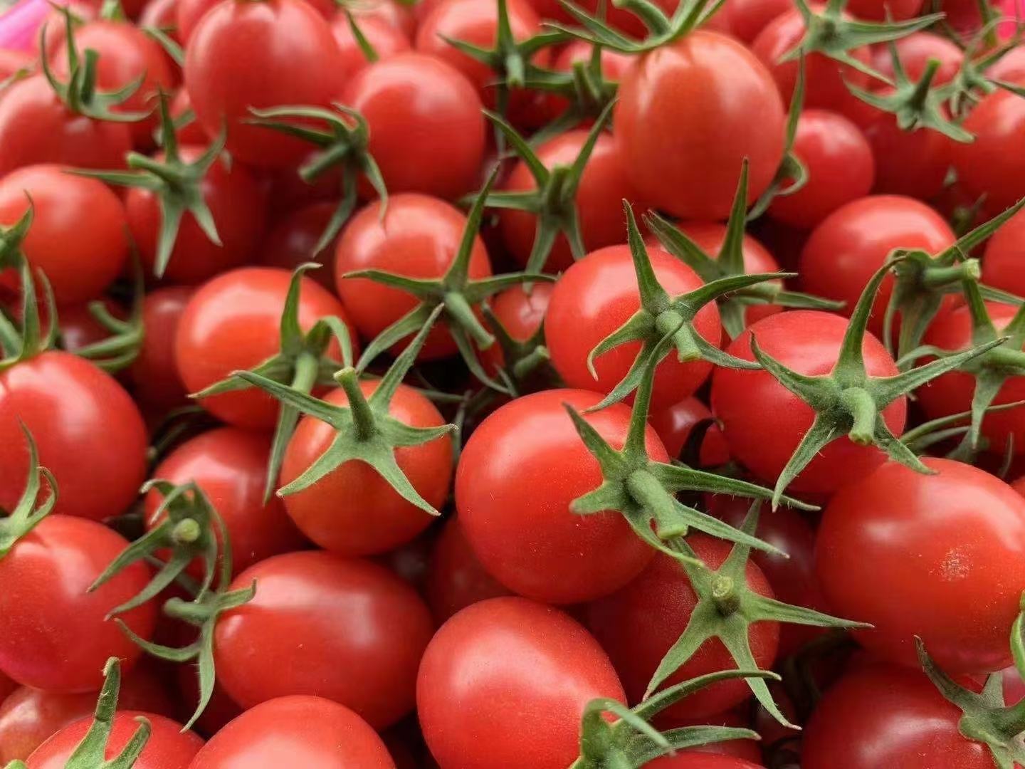 一个精致的果盘中盛放着新鲜的千禧圣女果,搭配绿叶点缀,色彩鲜艳,令人食欲大增 千禧圣女果果盘展示