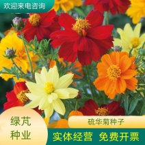 硫华菊种子硫化菊种子四季易种庭院阳台种子景观花海硫磺菊籽