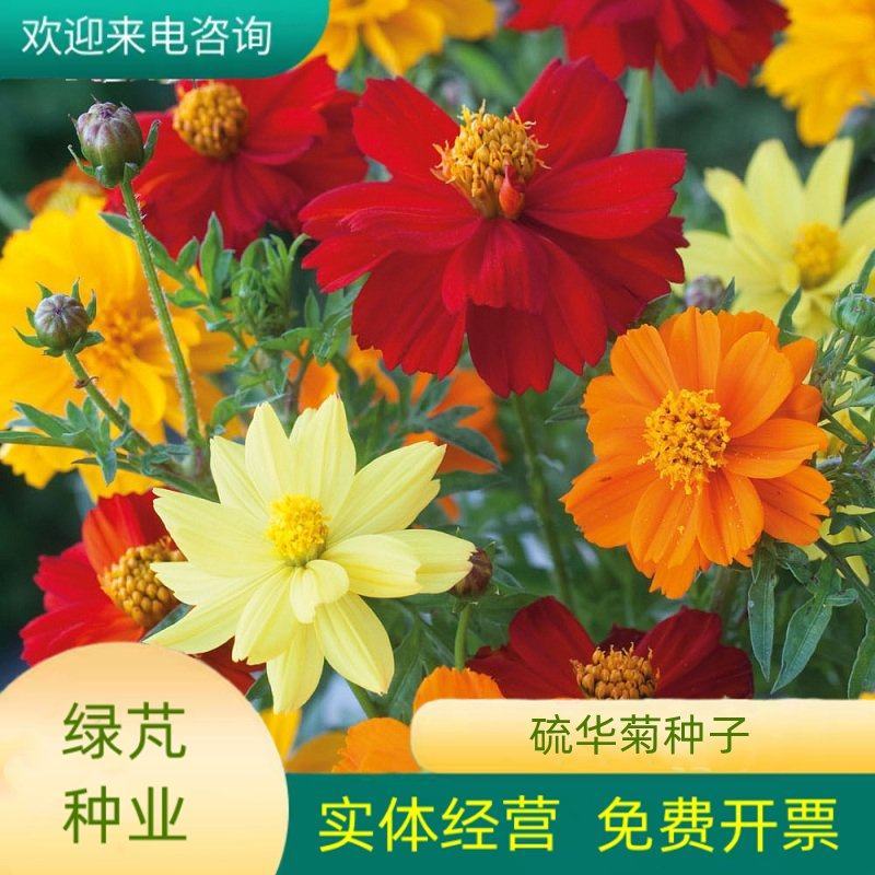 硫华菊种子硫化菊种子四季易种庭院阳台种子景观花海硫磺菊籽
