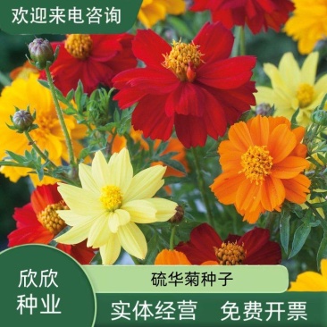 硫华菊种子硫化菊种籽子四季播种花卉种孑黄秋英硫黄菊花籽