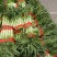 四川红尖叶莴笋竹筒青三青莴笋黑牛皮莴笋