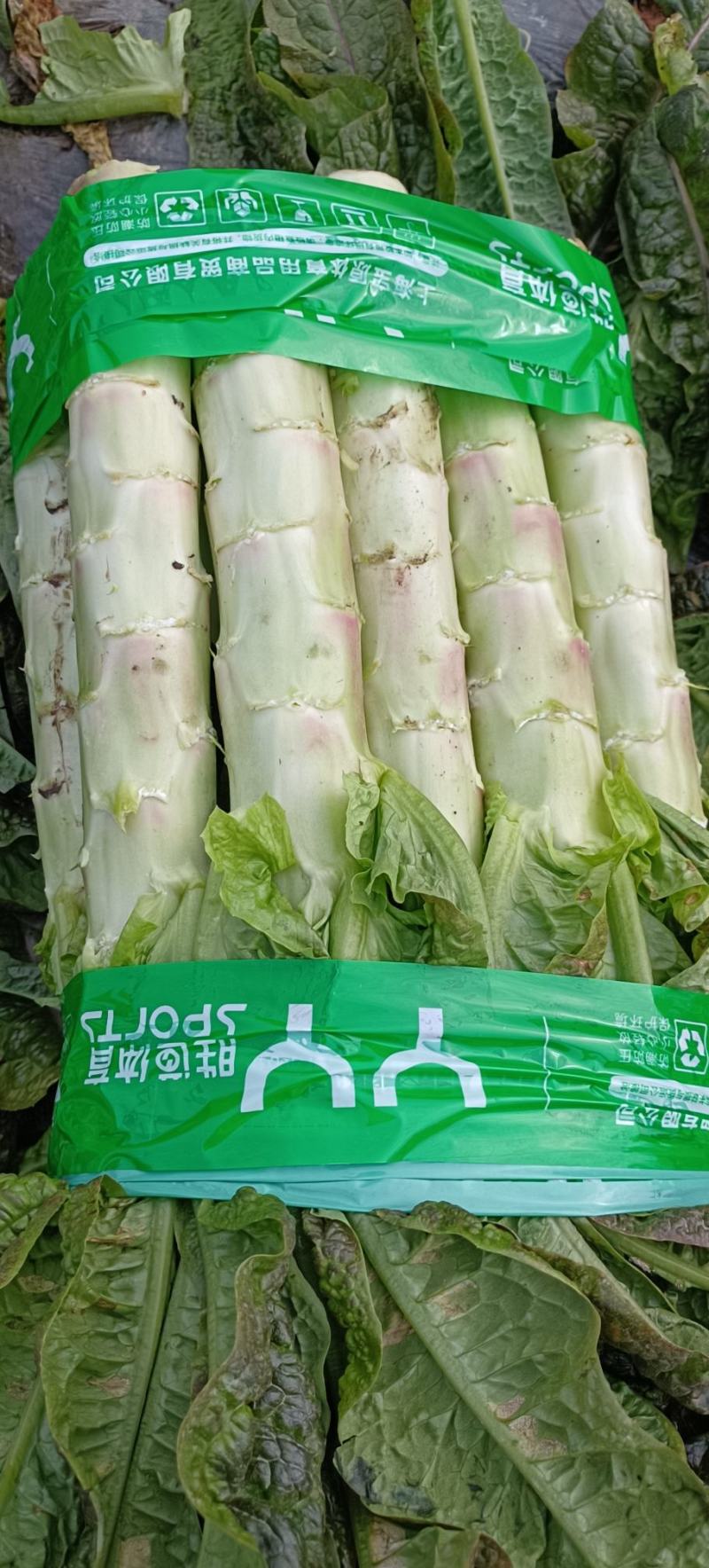 四川红尖叶莴笋竹筒青三青莴笋黑牛皮莴笋