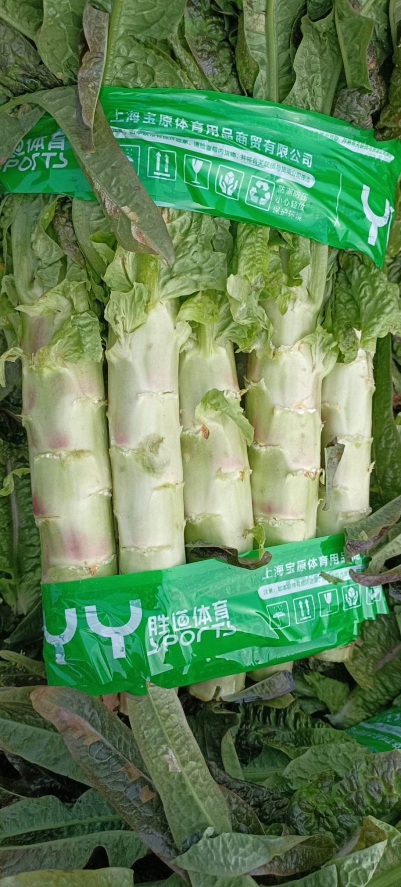 四川红尖叶莴笋竹筒青三青莴笋黑牛皮莴笋