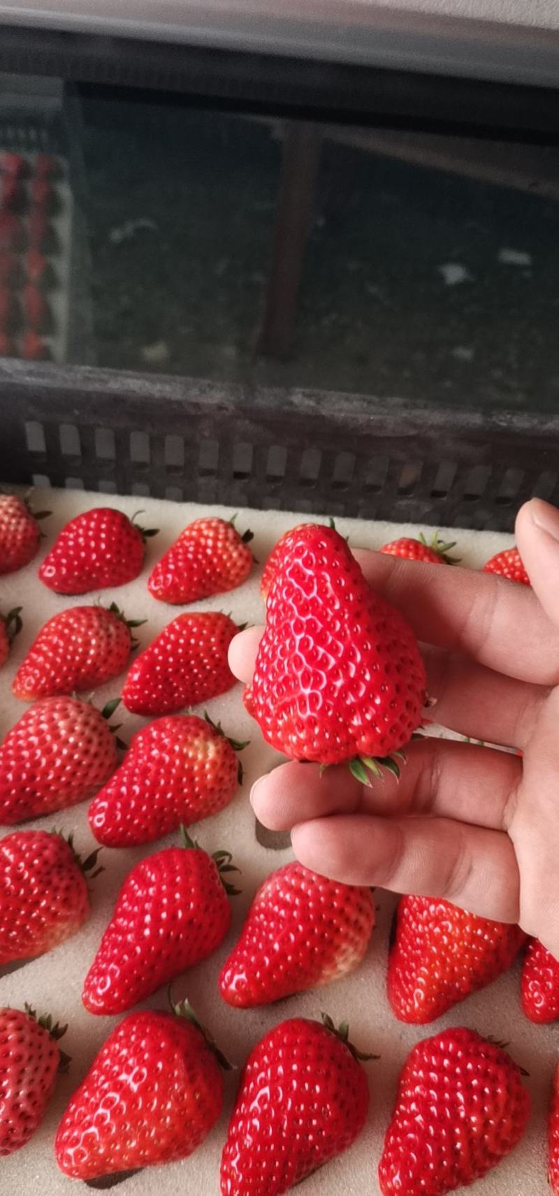 南通草莓