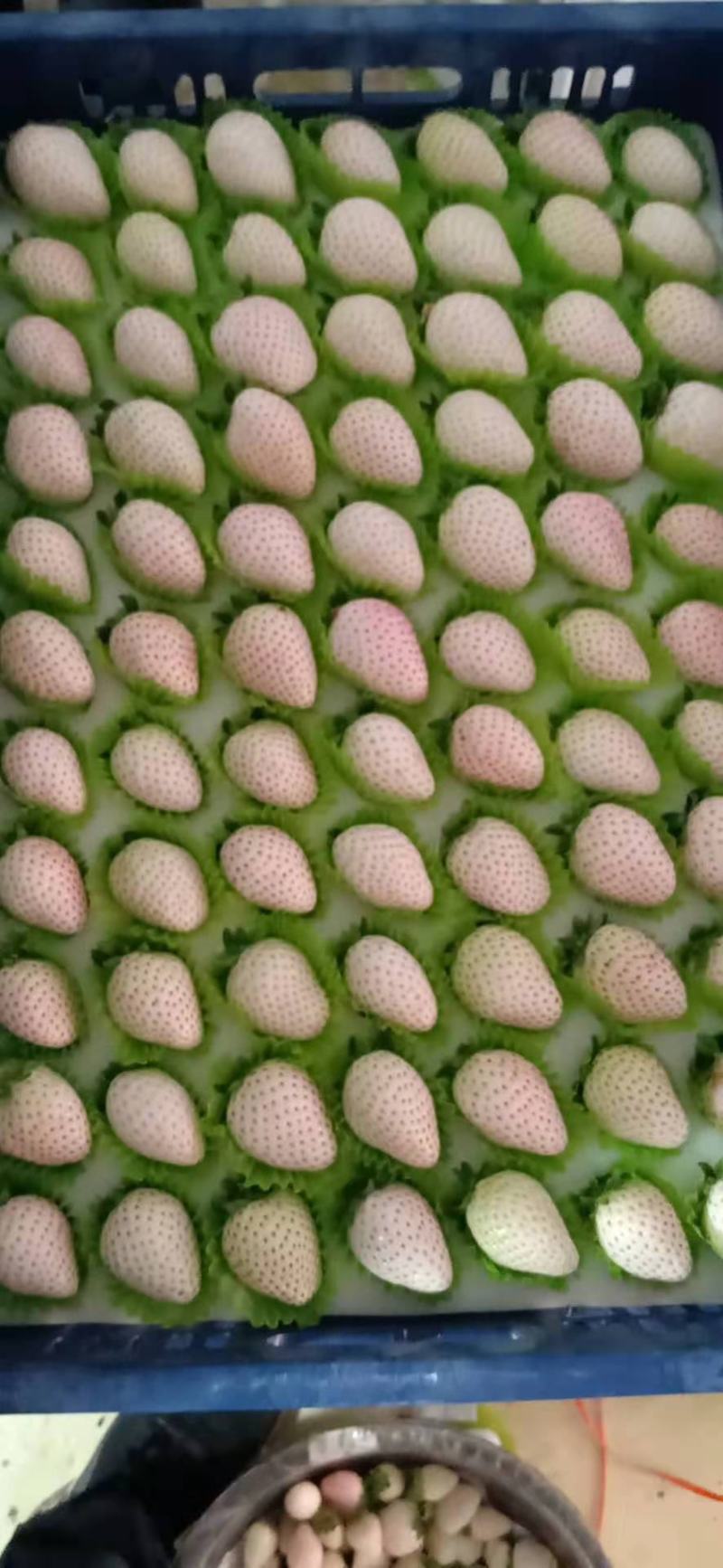 南通草莓