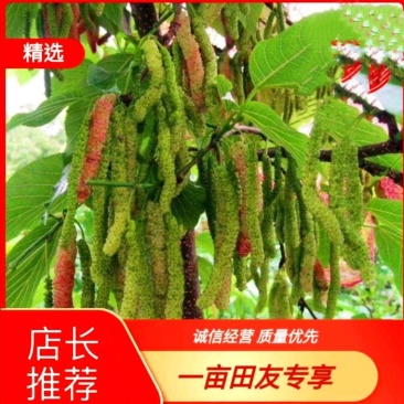 台湾长果桑树苗果桑苗桑椹苗(当年苗,采摘园用,农家乐)