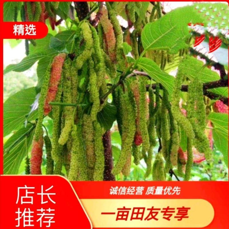 台湾长果桑树苗果桑苗桑椹苗（当年苗，采摘园用，农家乐）
