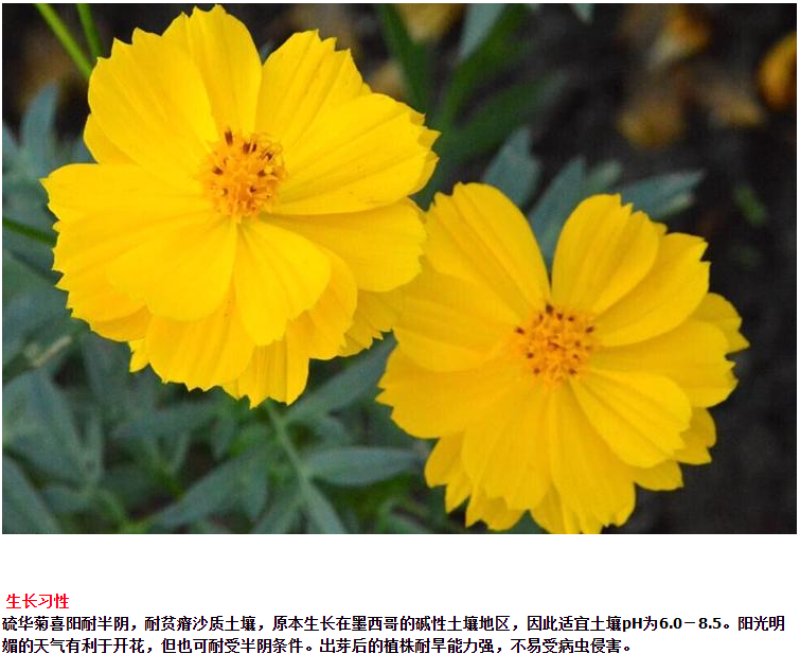 硫化菊种子四季播种开花易活黄秋英花种籽子庭院室外花海花