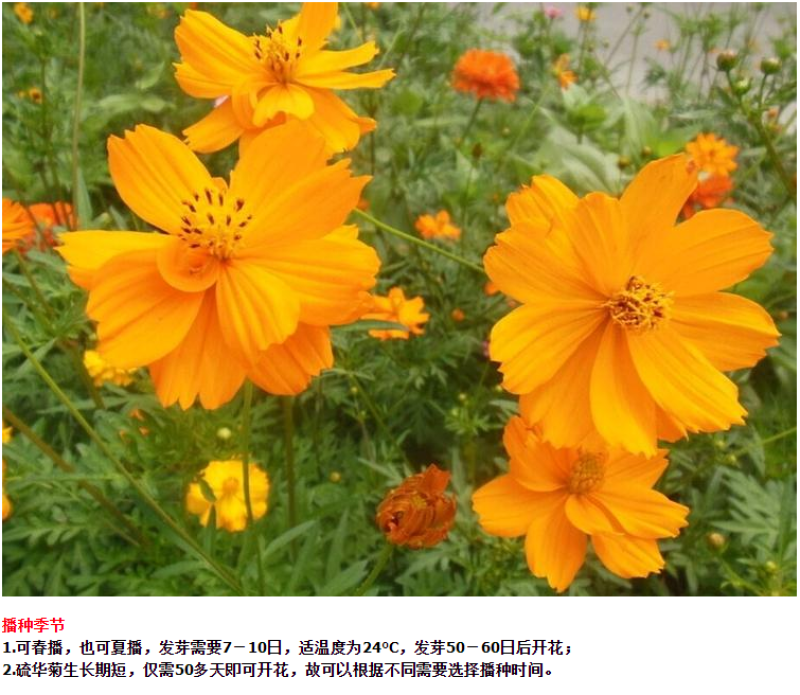 硫化菊种子四季播种开花易活黄秋英花种籽子庭院室外花海花