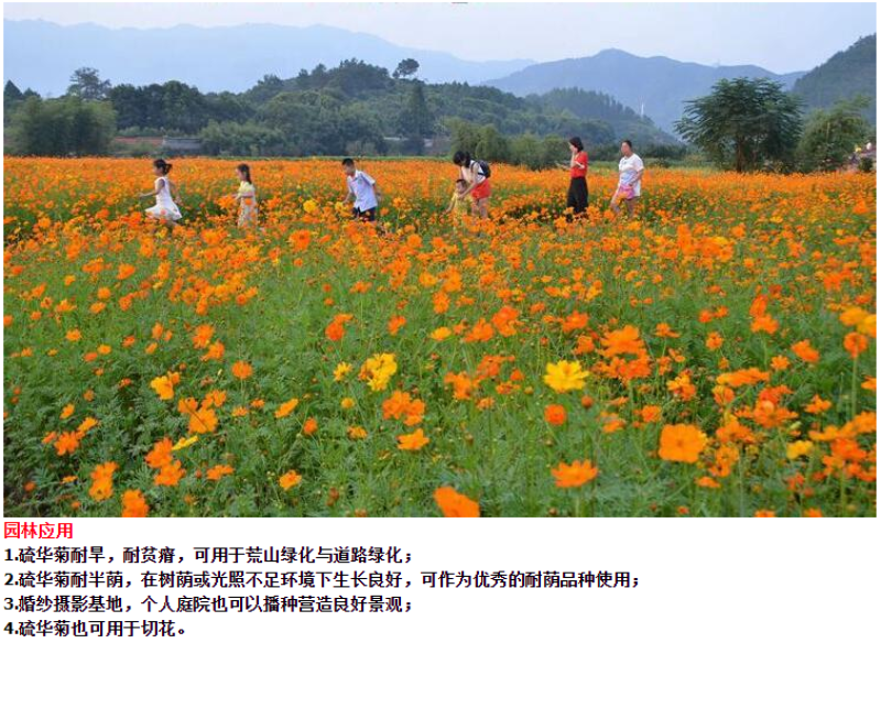 硫化菊种子四季播种开花易活黄秋英花种籽子庭院室外花海花