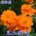 硫化菊种子四季播种开花易活黄秋英花种籽子庭院室外花海花