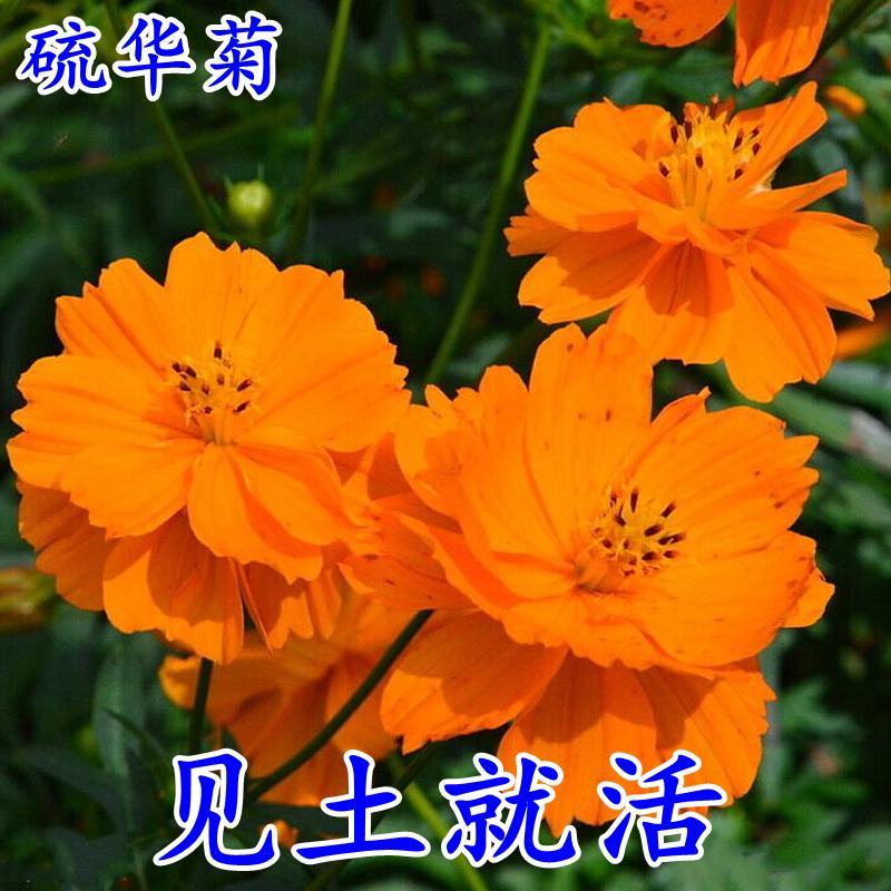 硫化菊种子四季播种开花易活黄秋英花种籽子庭院室外花海花