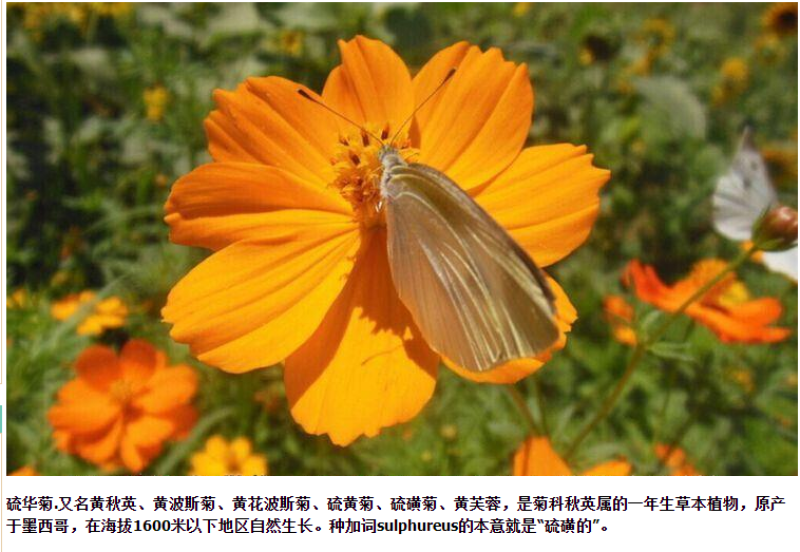 硫化菊种子四季播种开花易活黄秋英花种籽子庭院室外花海花