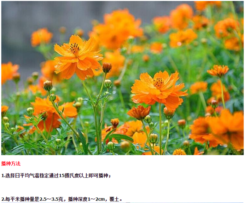 硫化菊种子四季播种开花易活黄秋英花种籽子庭院室外花海花