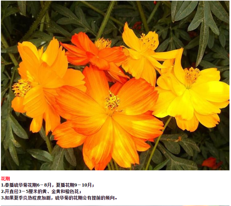硫化菊种子四季播种开花易活黄秋英花种籽子庭院室外花海花