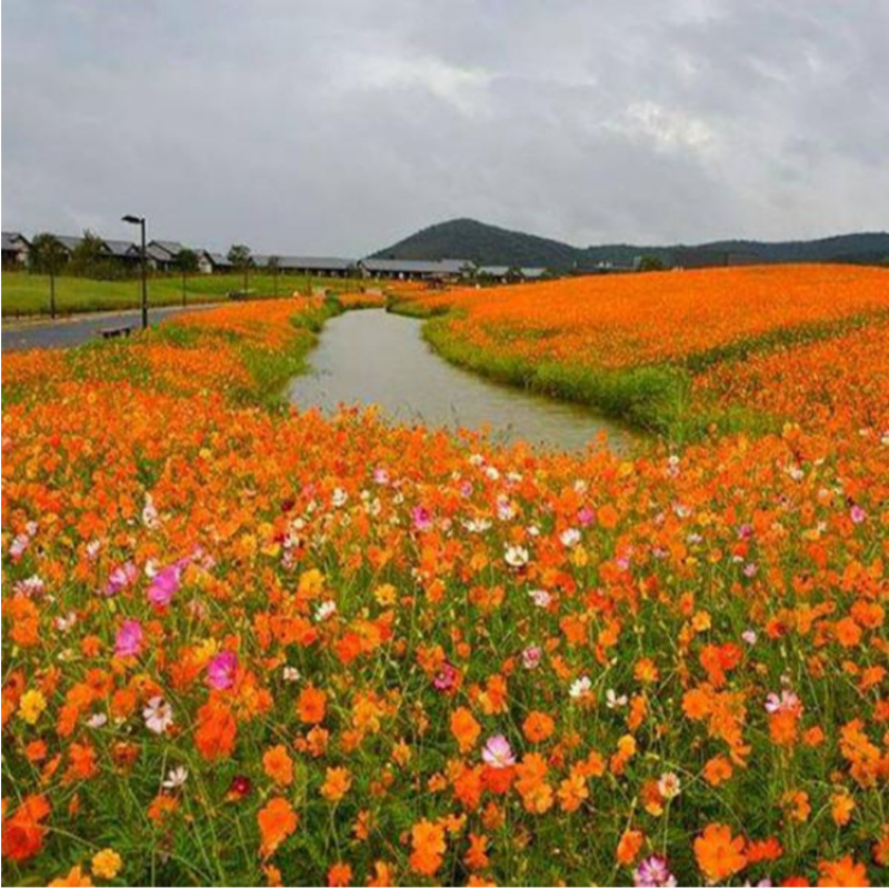 硫化菊种子四季播种开花易活黄秋英花种籽子庭院室外花海花