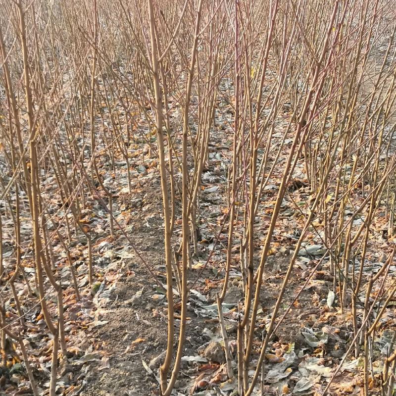 沙红桃树苗80cm以上园圃苗秋彤桃树苗，齐鲁巨红桃树